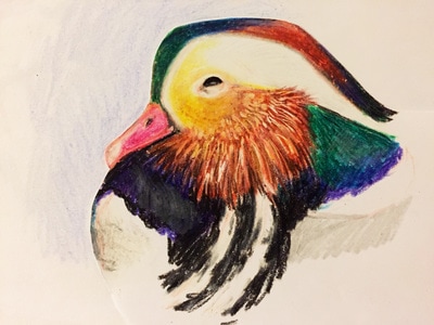 Mandarin Duck in crayon