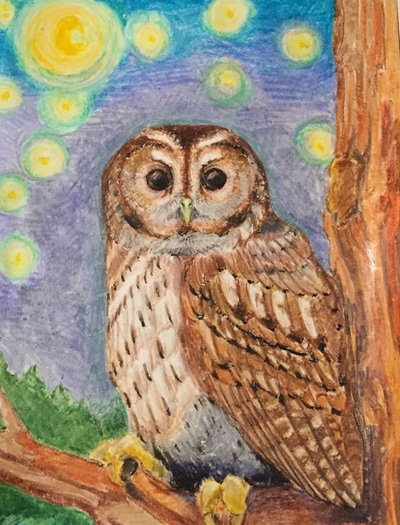 Tawny Owl in Crayon